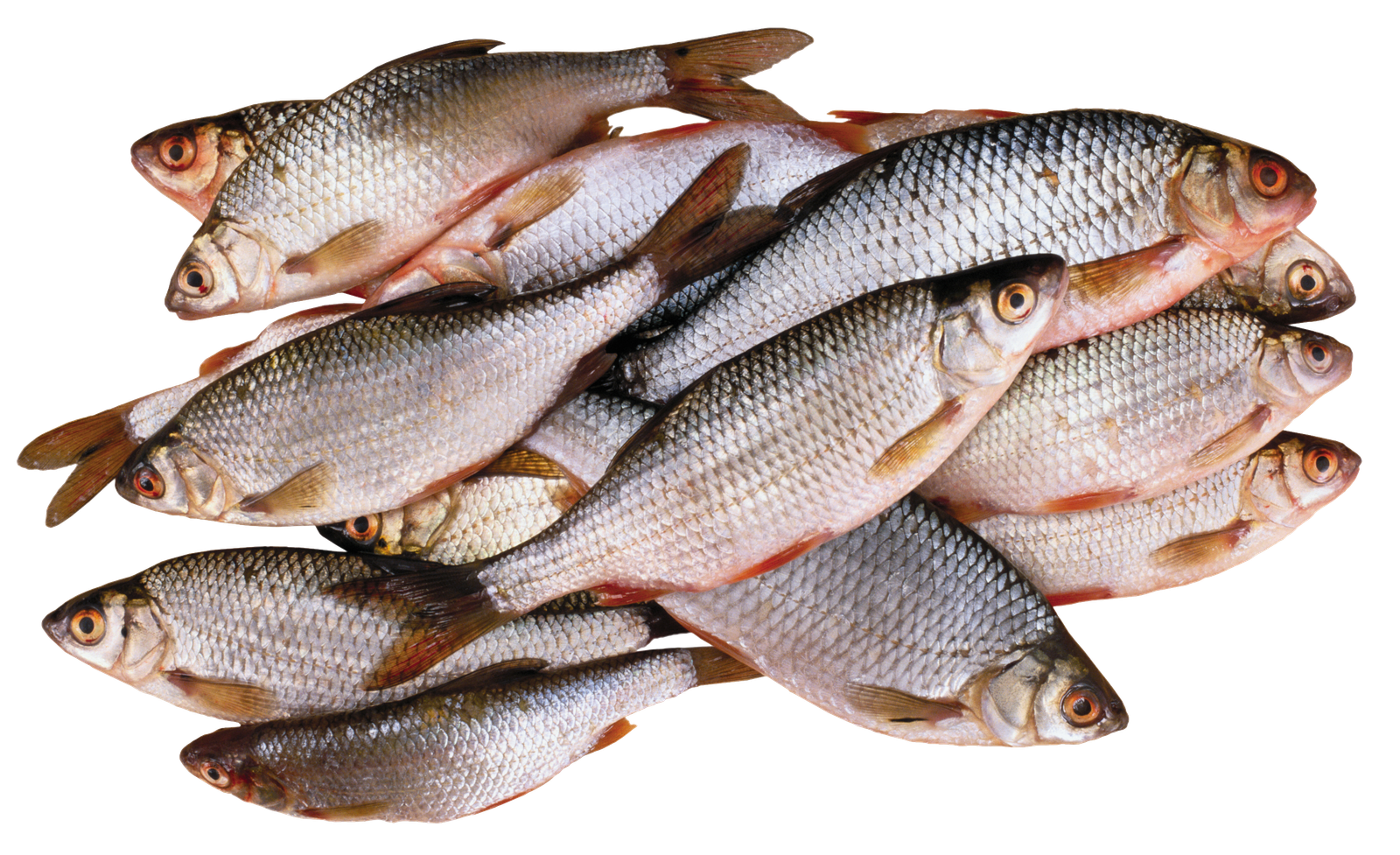 fish_PNG25175