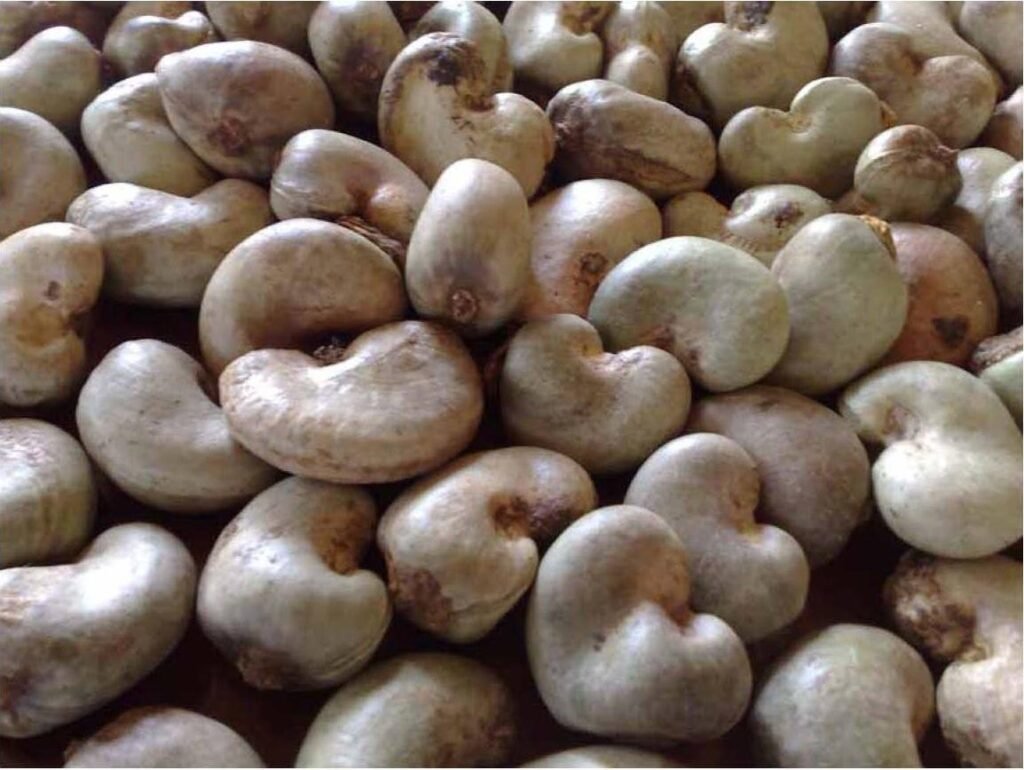 Cashew-nuts-raw