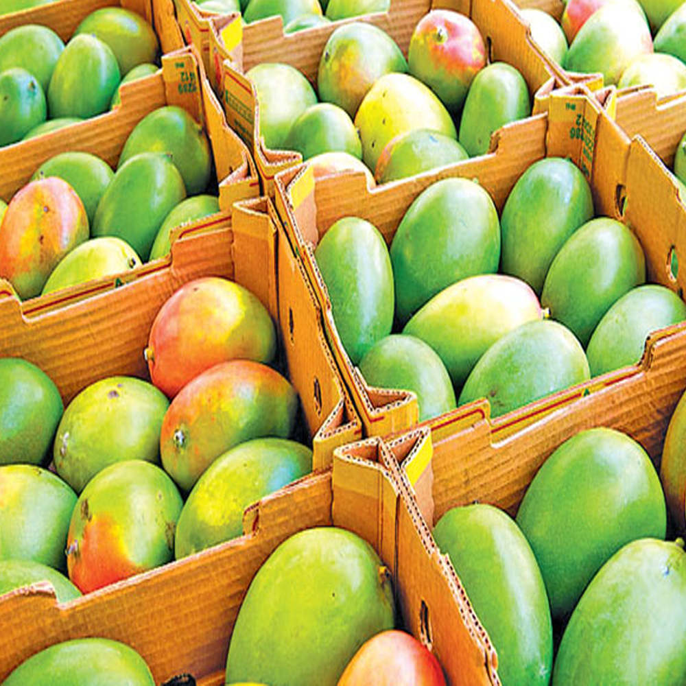 Mango1 Mango - Image 1